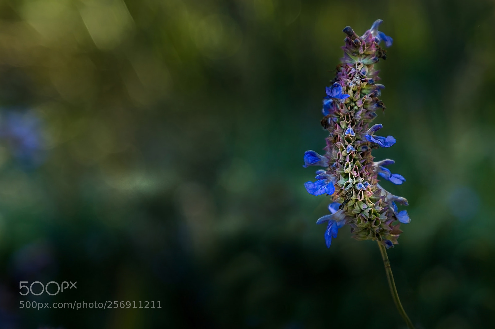 Canon EOS 7D Mark II sample photo. Multi-coloured photography