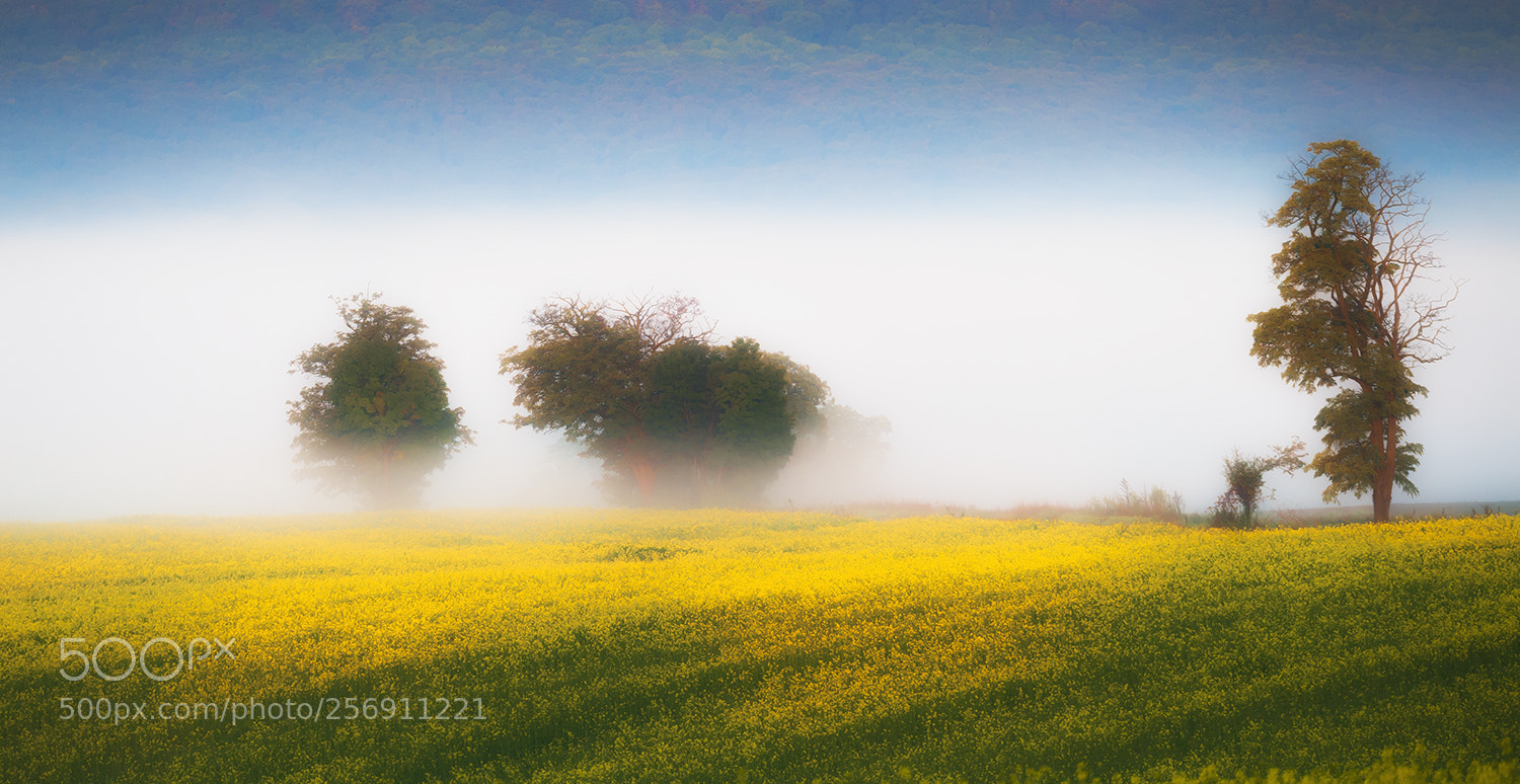 Nikon D700 sample photo. Trees in the fog photography