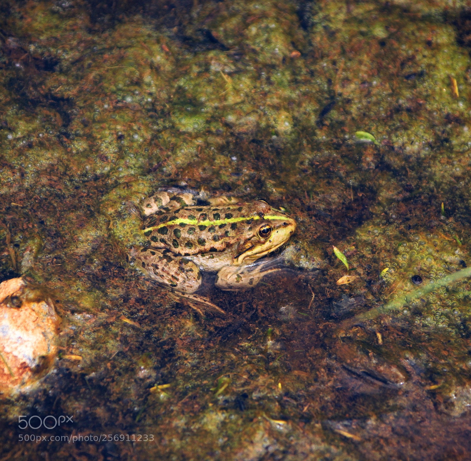 Canon EOS 550D (EOS Rebel T2i / EOS Kiss X4) sample photo. The cute frog photography