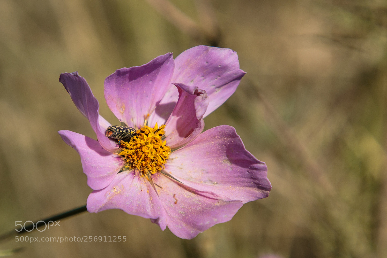 Canon EOS 7D Mark II sample photo. Cosmos photography