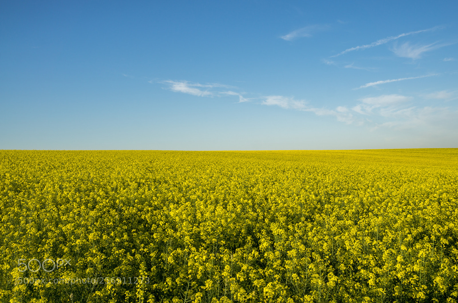 Sony a6000 sample photo. Colour contrast photography