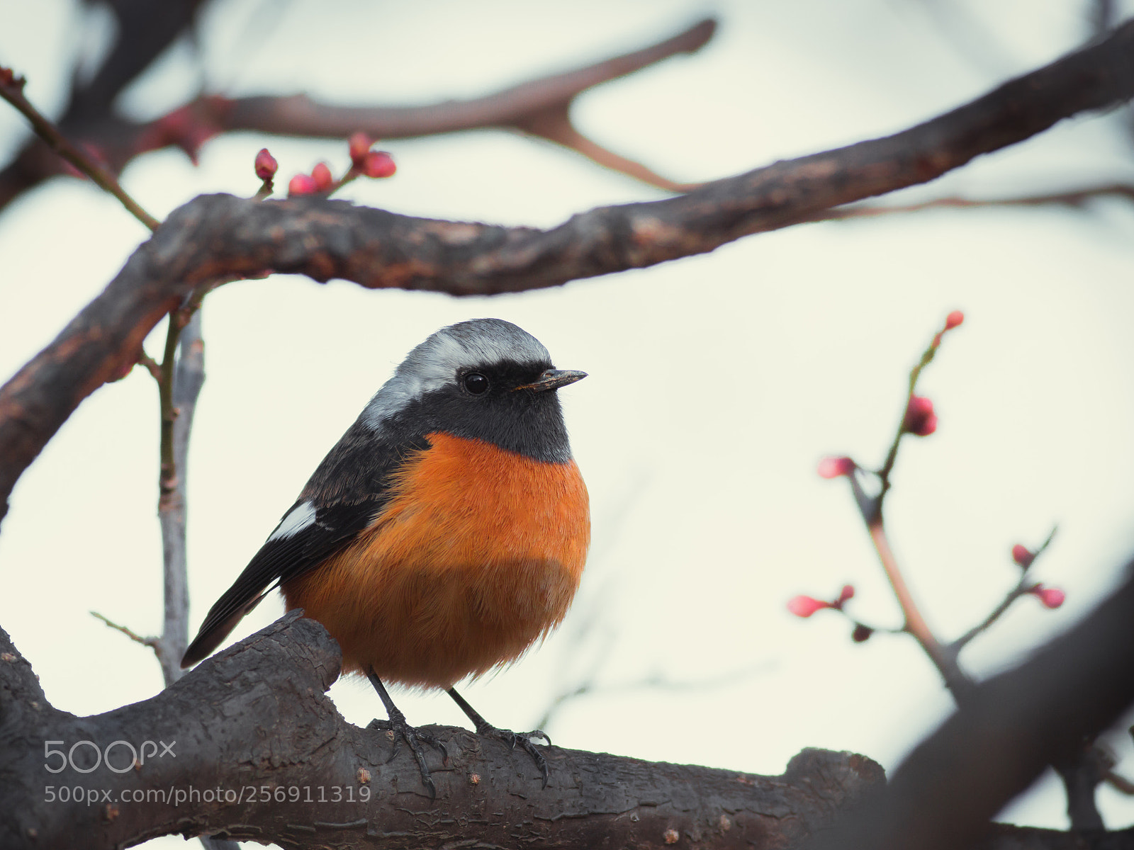 Canon EOS 70D sample photo. Redstart photography