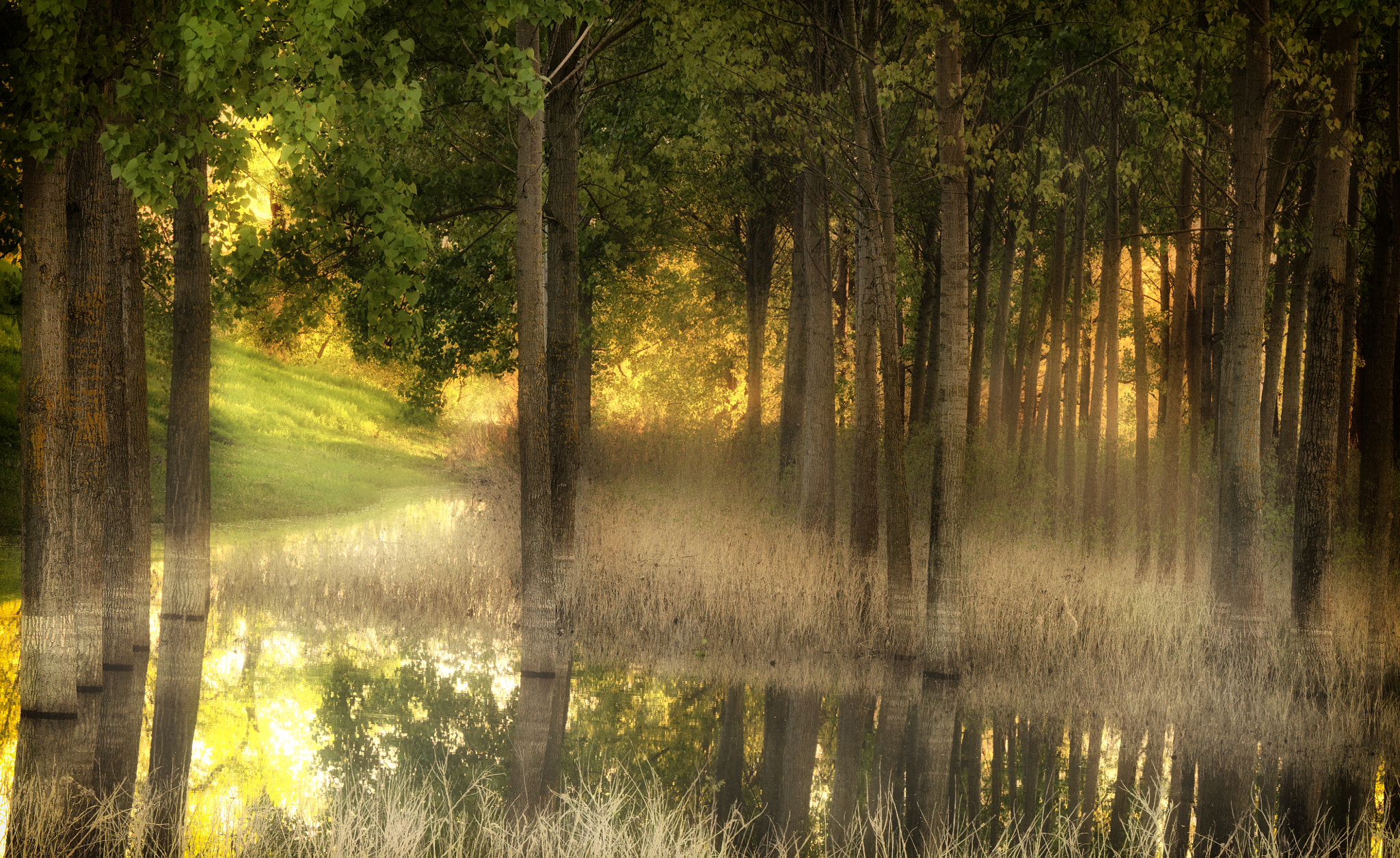 Hasselblad H5D-40 sample photo. Poplars... photography