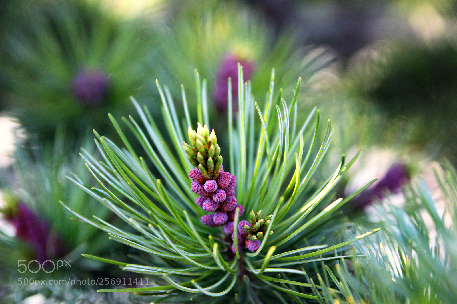 Canon EOS 550D (EOS Rebel T2i / EOS Kiss X4) sample photo. The bloom of pine photography