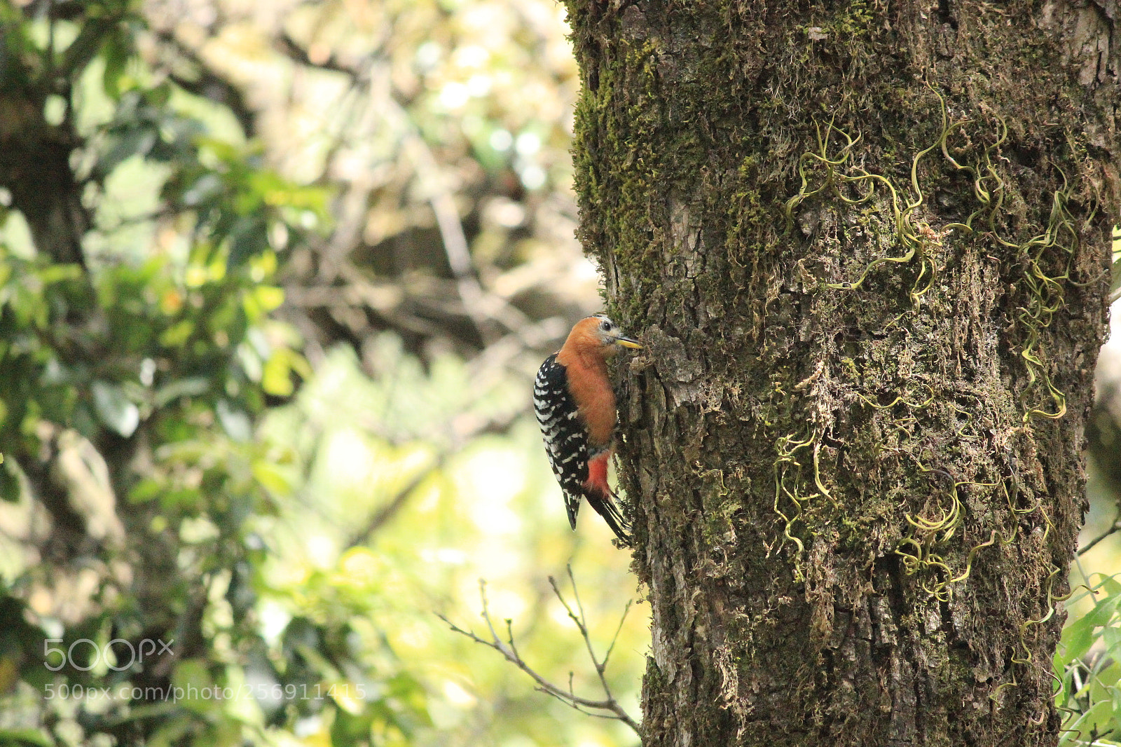 Canon EF-S 55-250mm F4-5.6 IS II sample photo. Work time photography