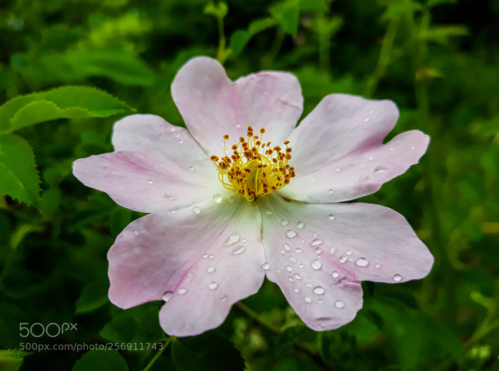 Samsung Galaxy J7 sample photo. Rosa canina photography