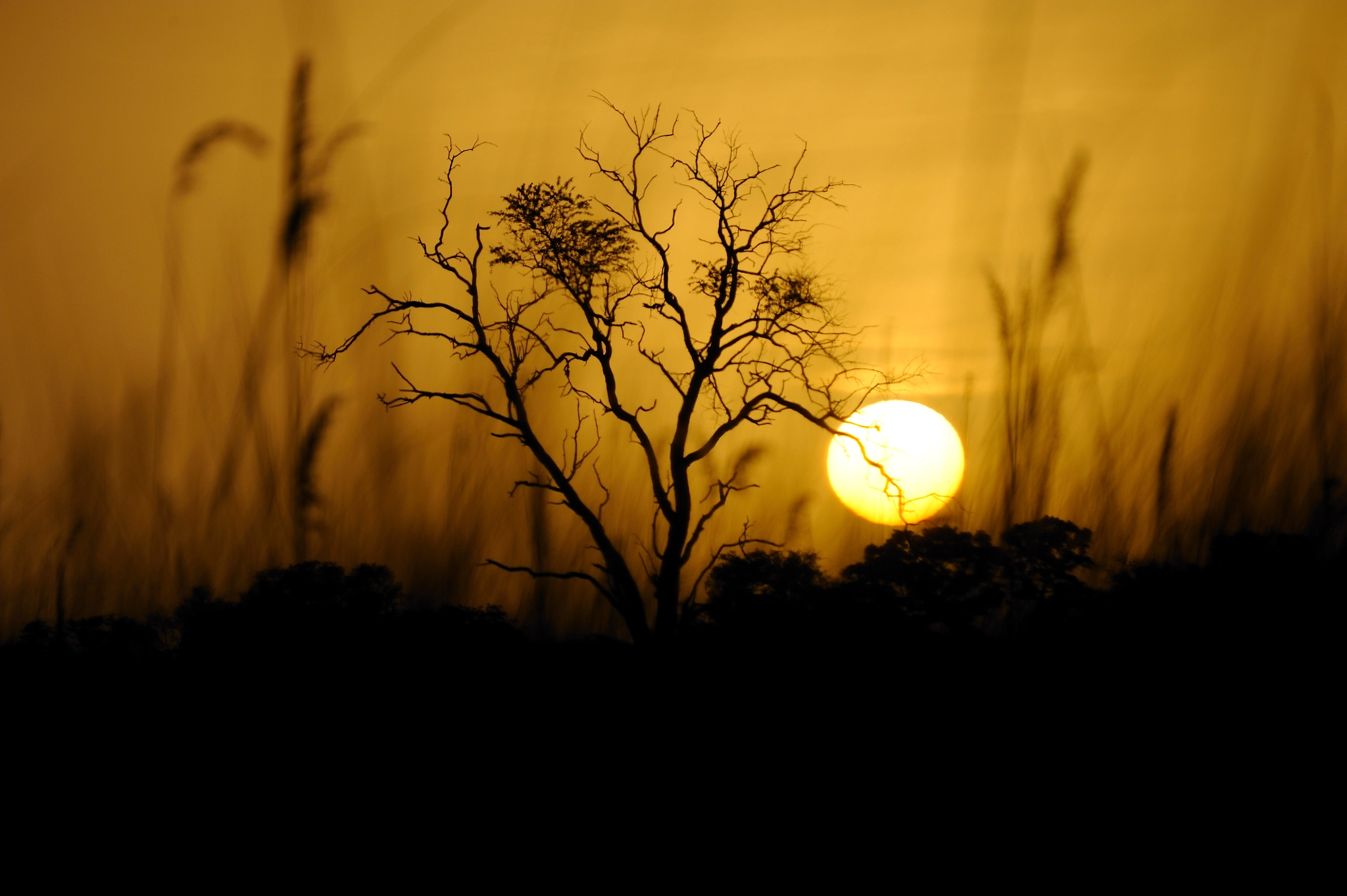Nikon D700 + Sigma 120-400mm F4.5-5.6 DG OS HSM sample photo. Sunset at chobe river in botswana. photography