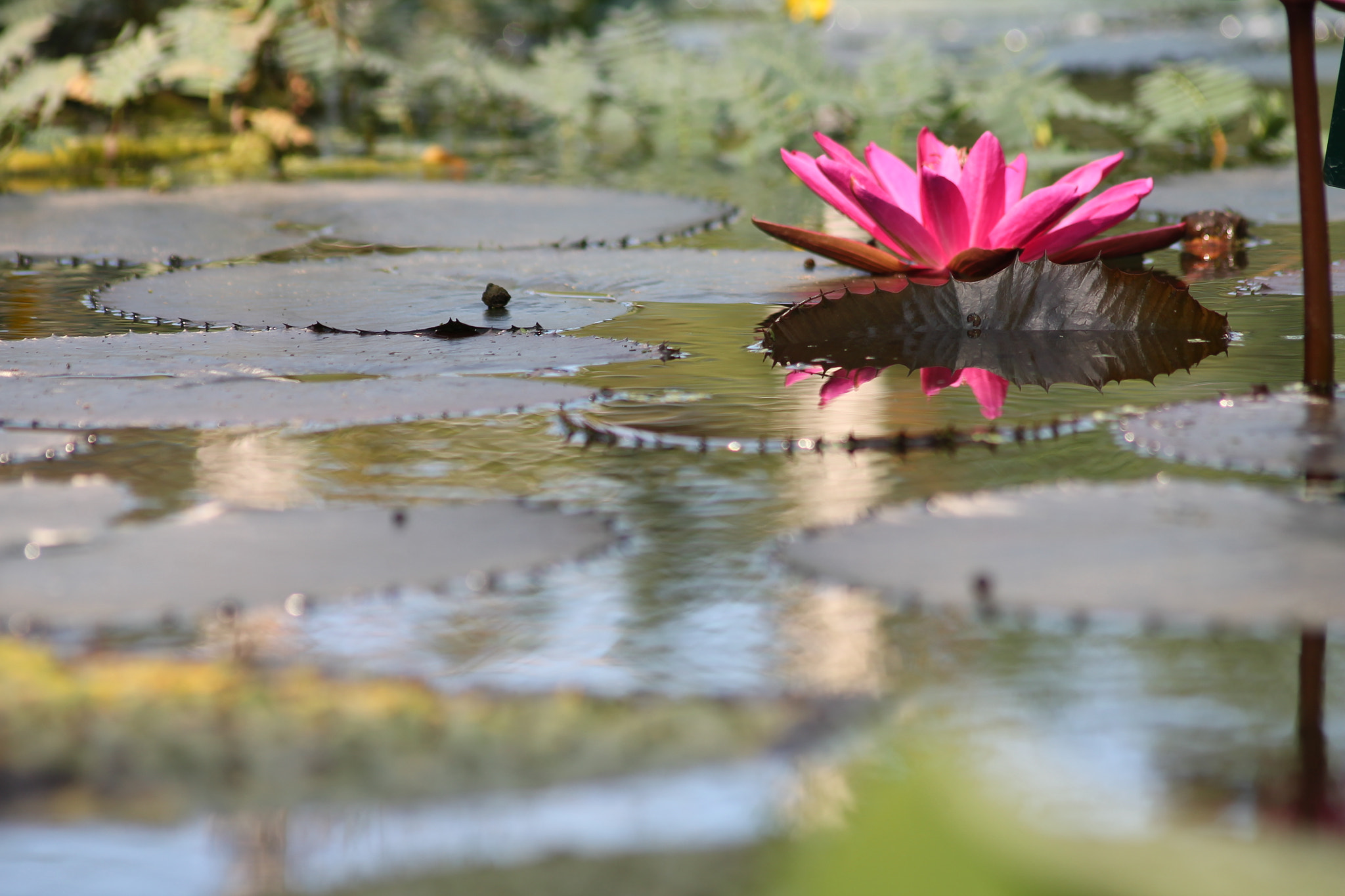 Canon EOS 1100D (EOS Rebel T3 / EOS Kiss X50) sample photo. Orto botanico #2 photography