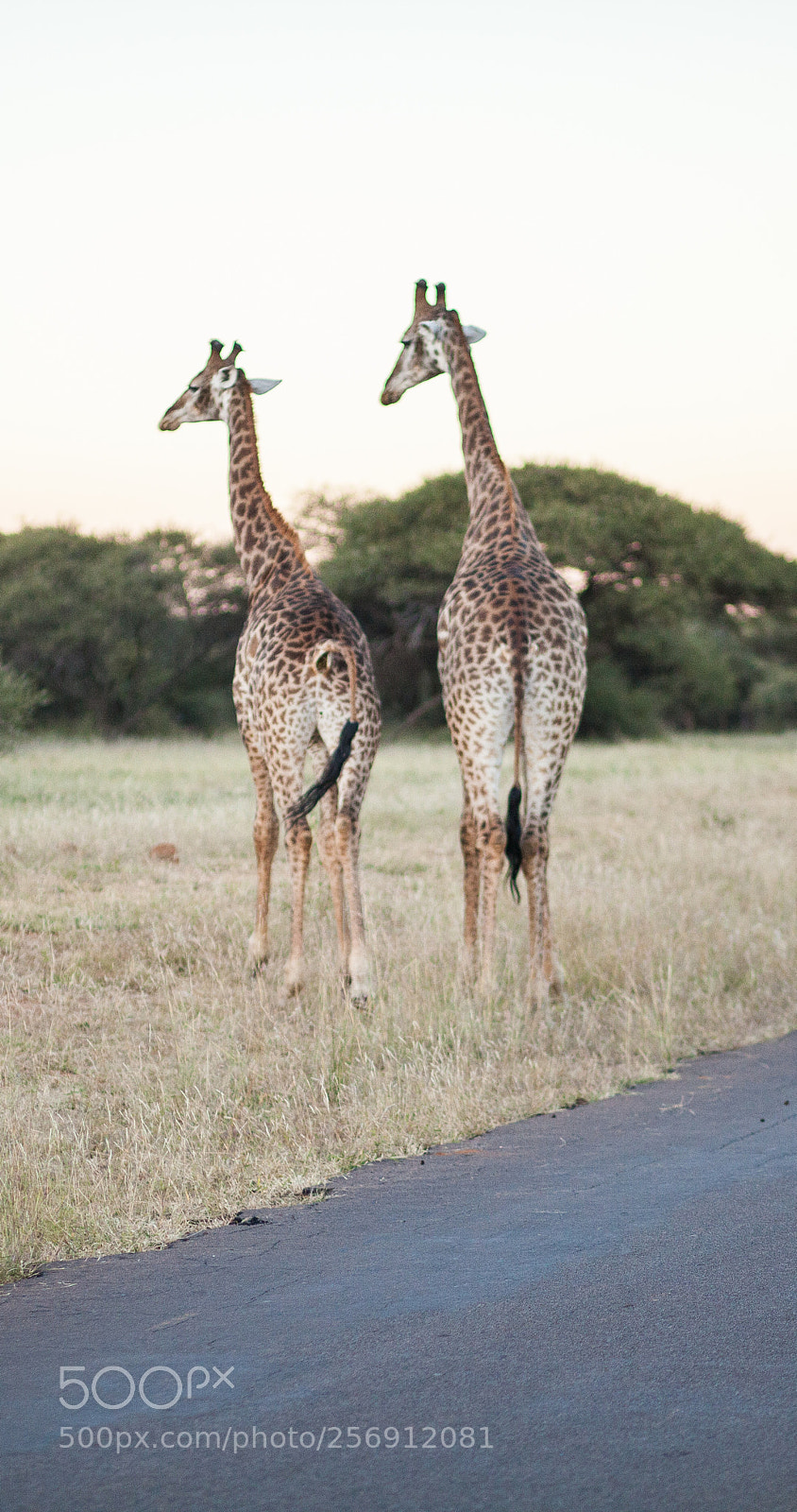 Canon EOS 5D Mark II sample photo. Giraffe family photography
