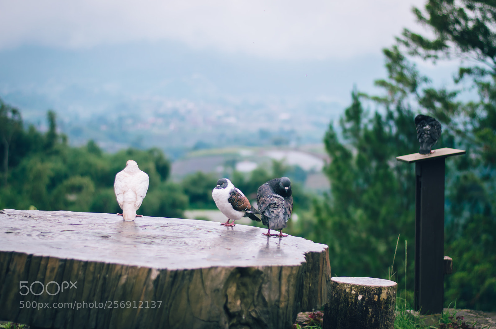 Nikon D3200 sample photo. Pigeon photography