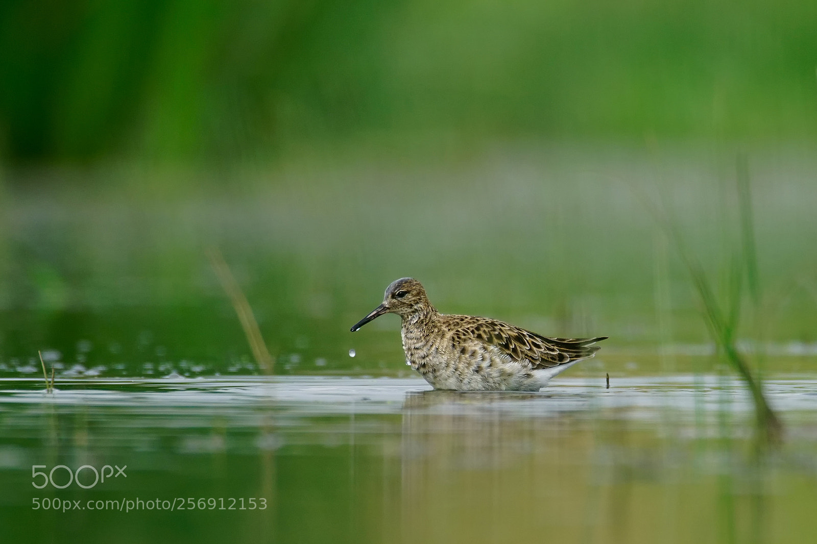 Sony ILCA-77M2 sample photo. Ruff / philomachus pugnax photography
