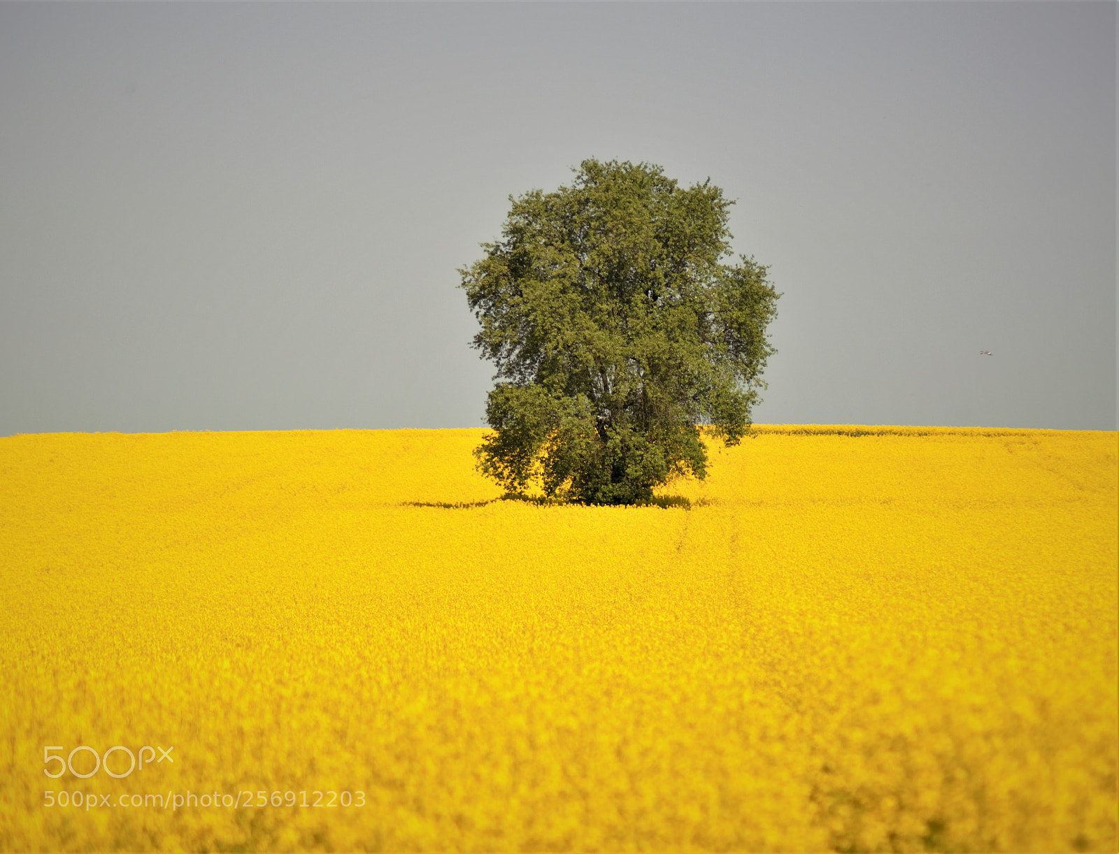 Nikon D3200 sample photo. Gold field 1 photography