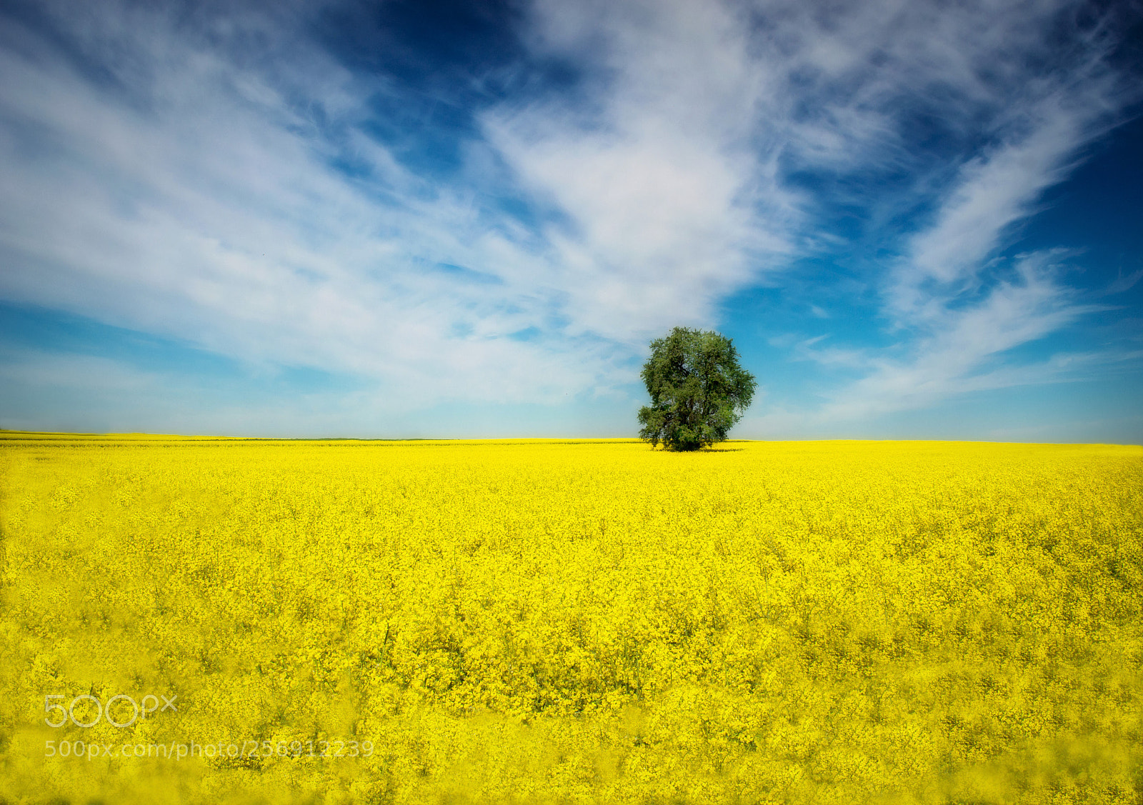 Nikon D3200 sample photo. Gold field 3 photography