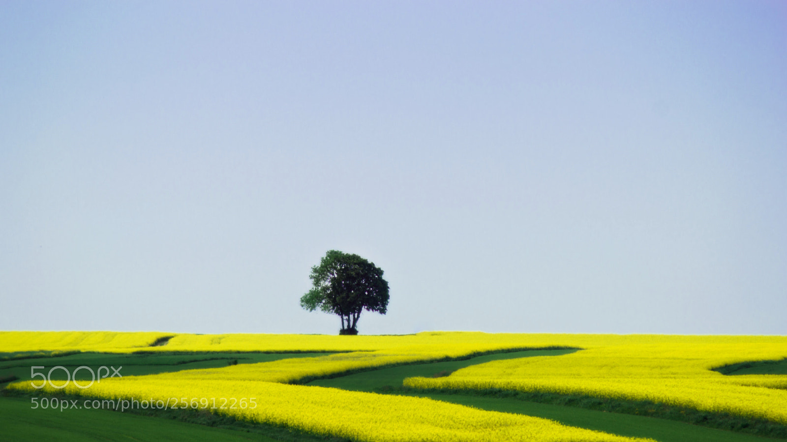 Nikon D3200 sample photo. Gold field 4 photography