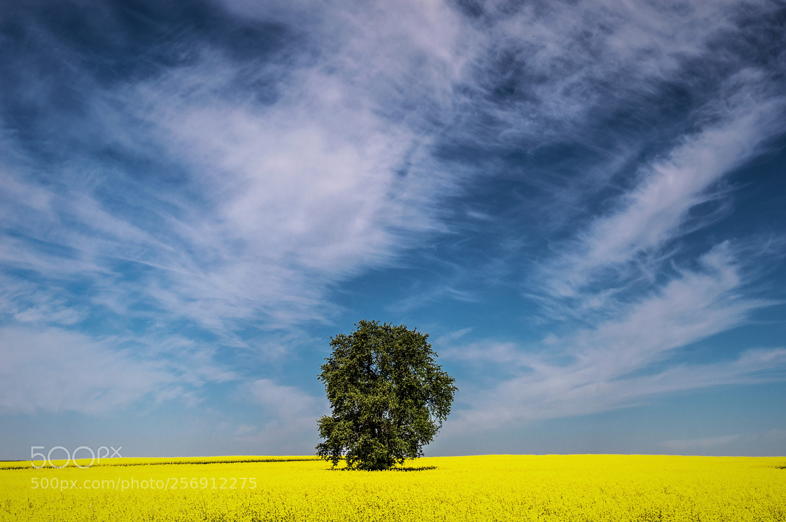 Nikon D3200 sample photo. Gold field 5 photography