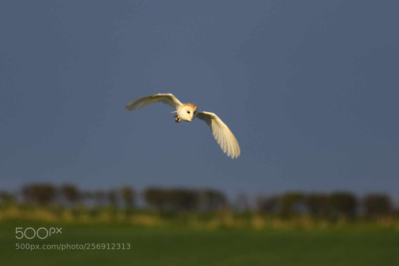 Nikon D850 sample photo. Barn owl photography