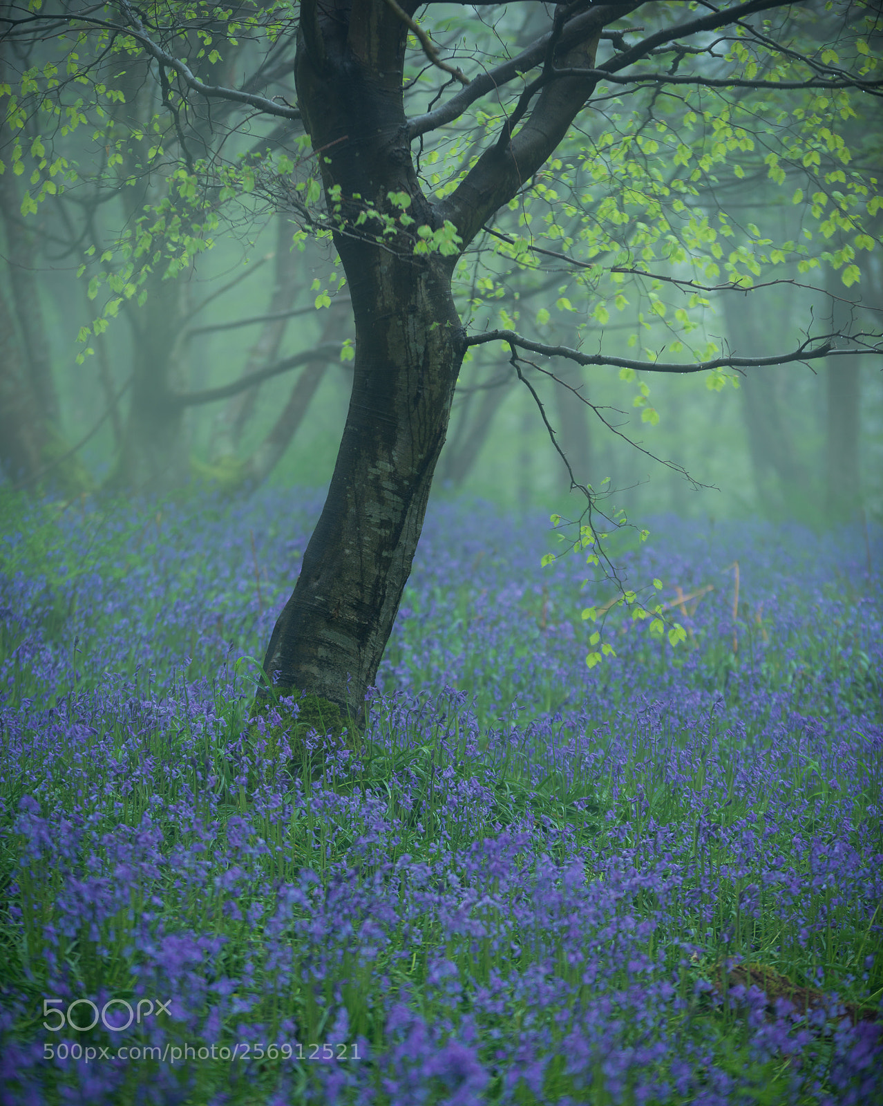 Nikon D800 sample photo. Green and purple photography
