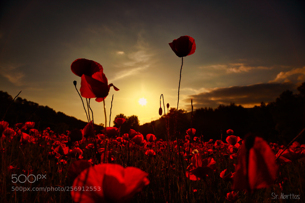 Canon EOS 6D sample photo. Untitled photography