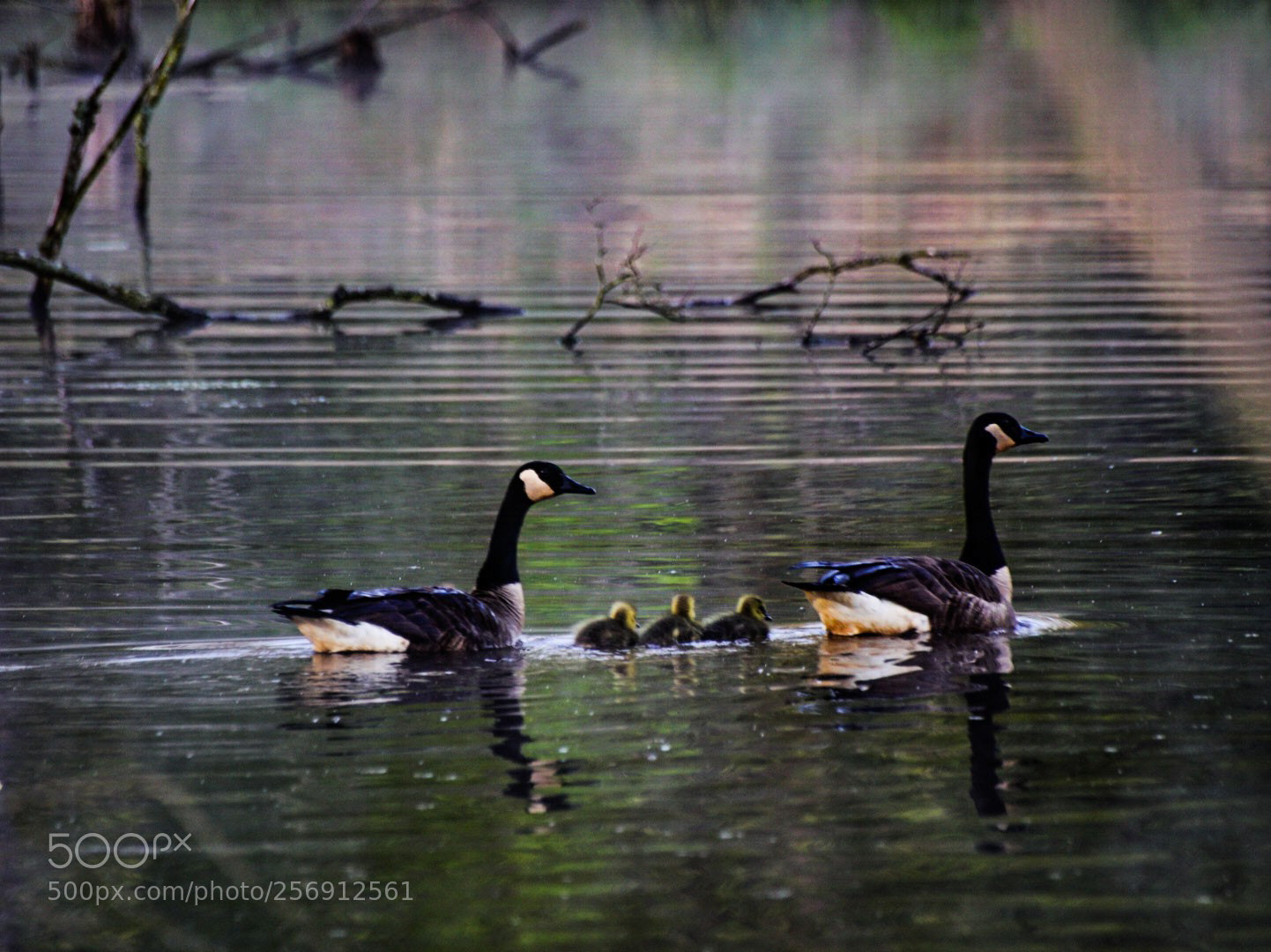 Sony a6000 sample photo. The family swims photography