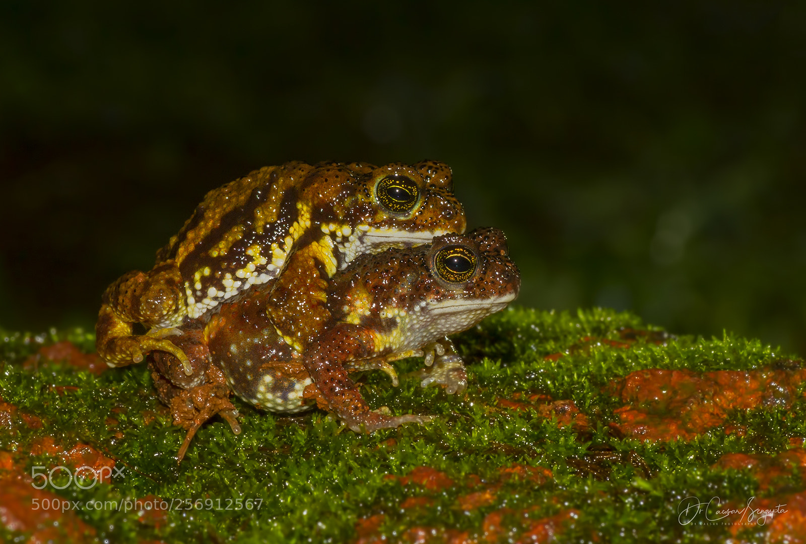 Canon EOS 7D sample photo. Xanthophryne tigerina photography