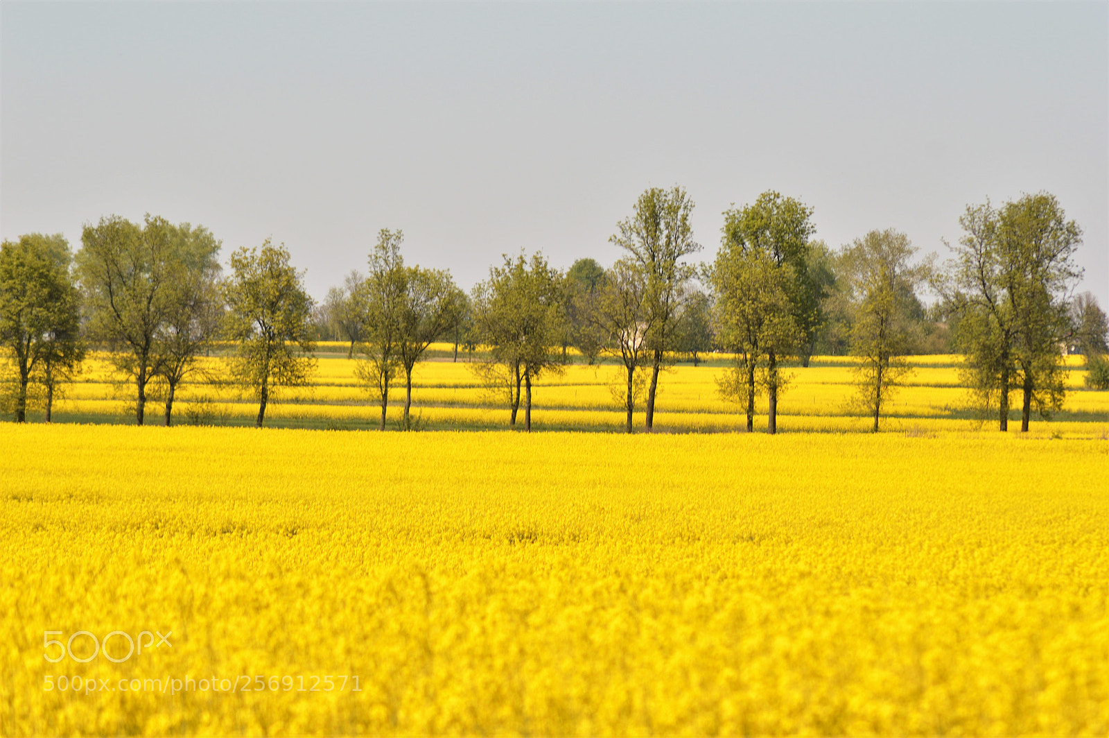 Nikon D3200 sample photo. Gold field 6 photography