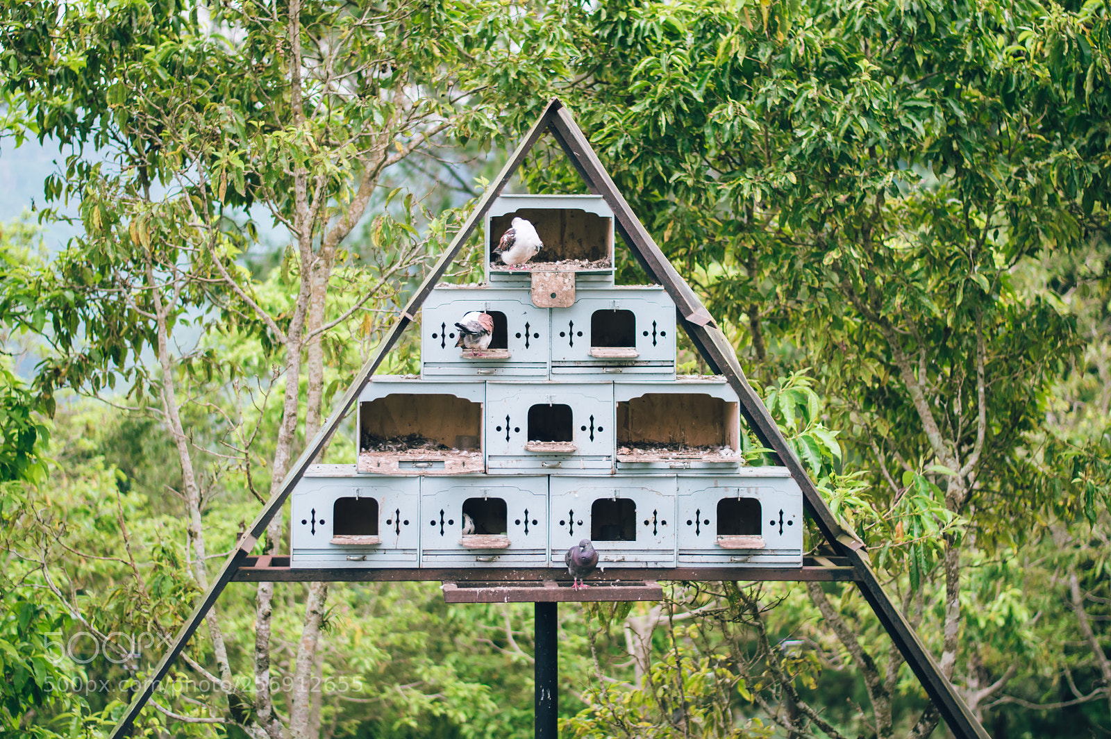 Nikon D3200 sample photo. Pigeon nest photography