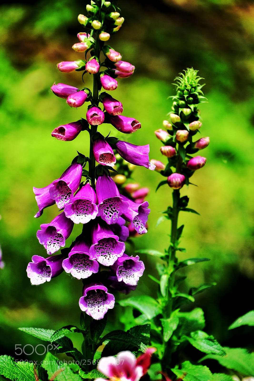 Nikon D7200 sample photo. Foxglove photography