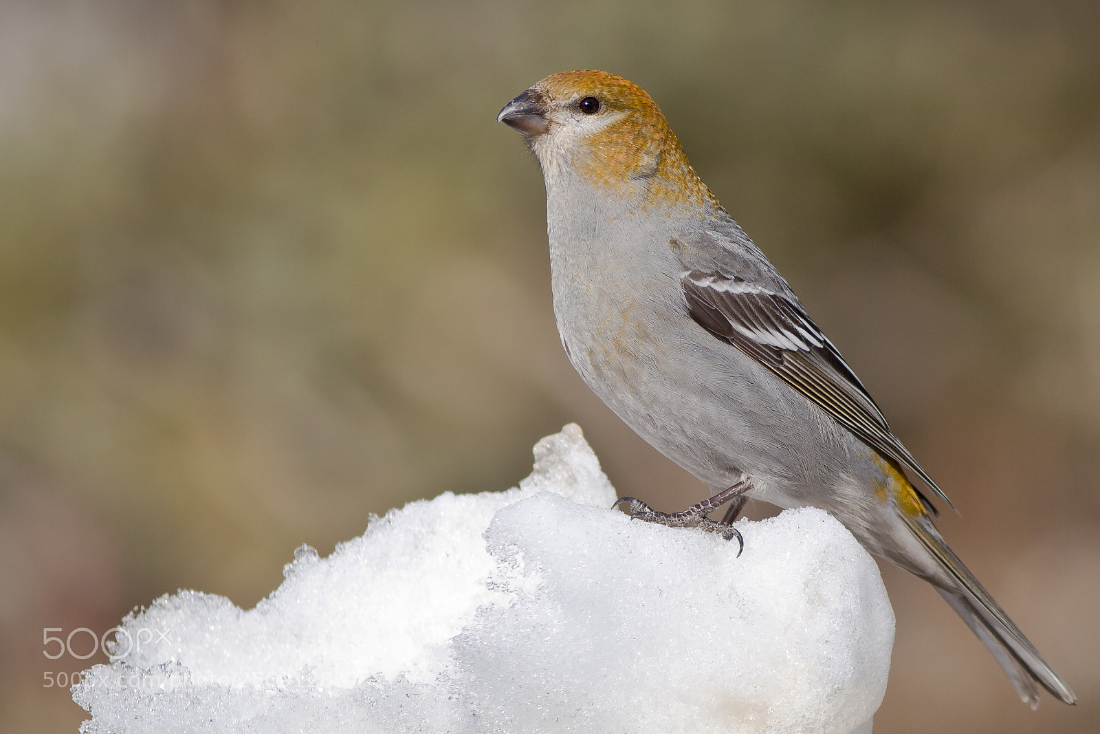 Canon EOS 30D sample photo. Pine grosbeak photography