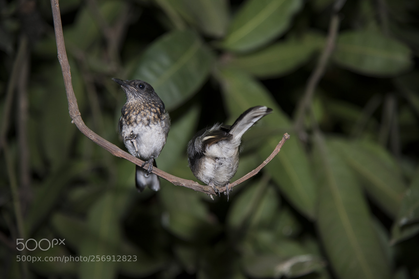 Nikon D810 sample photo. Oriental magpie robin photography