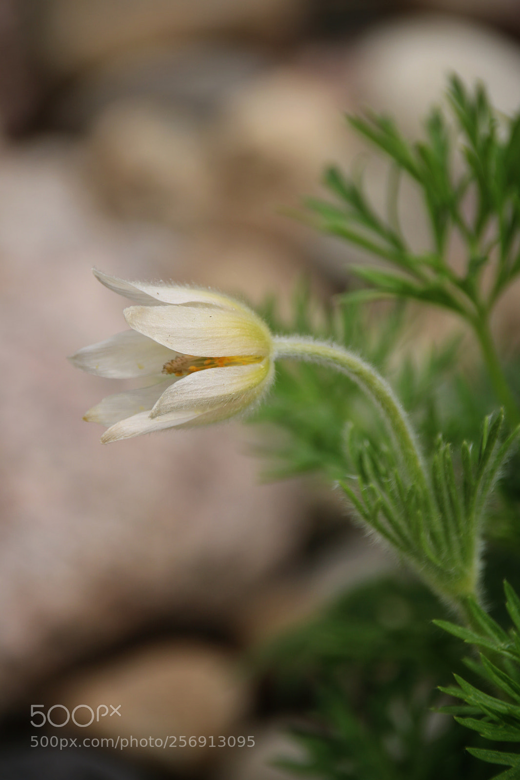 Canon EOS 750D (EOS Rebel T6i / EOS Kiss X8i) sample photo. Pulsatilla photography
