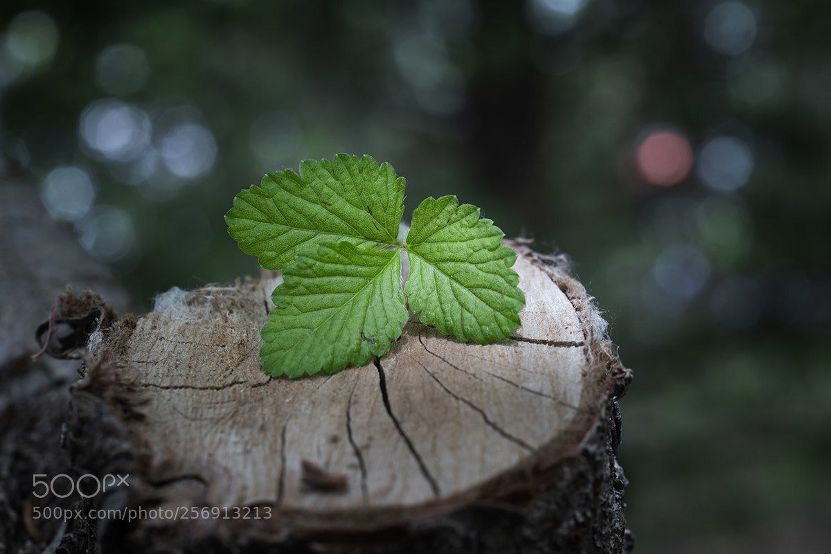 Nikon D850 sample photo. Leaf photography