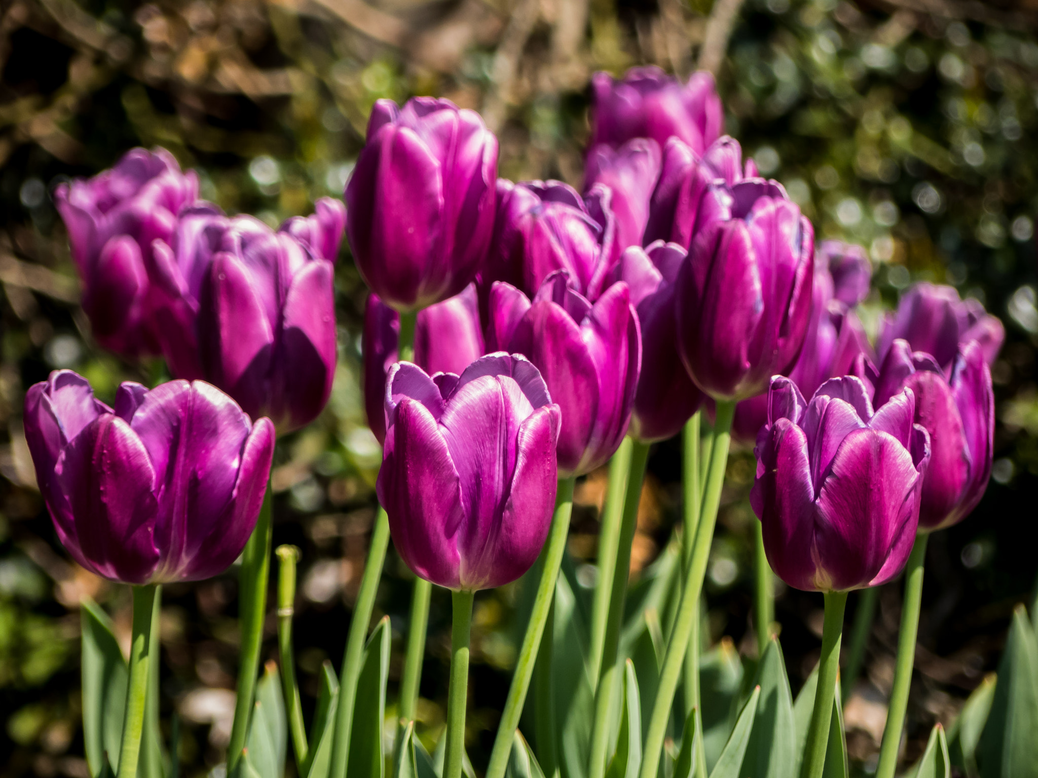 Panasonic DMC-FZ330 sample photo. Tulips towards the sun photography