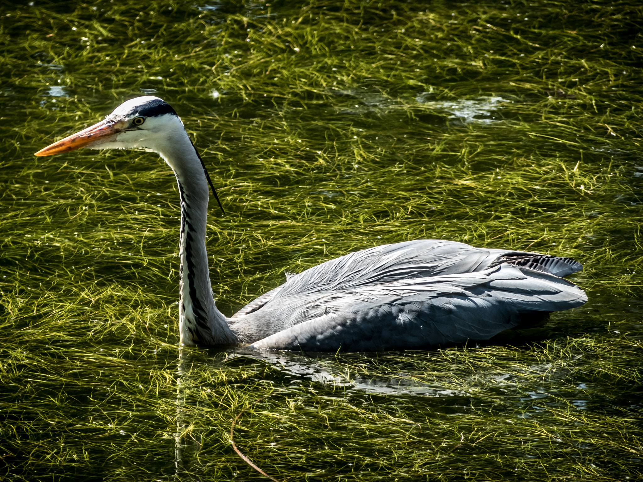 Panasonic DMC-FZ330 sample photo. Heron in the pond photography