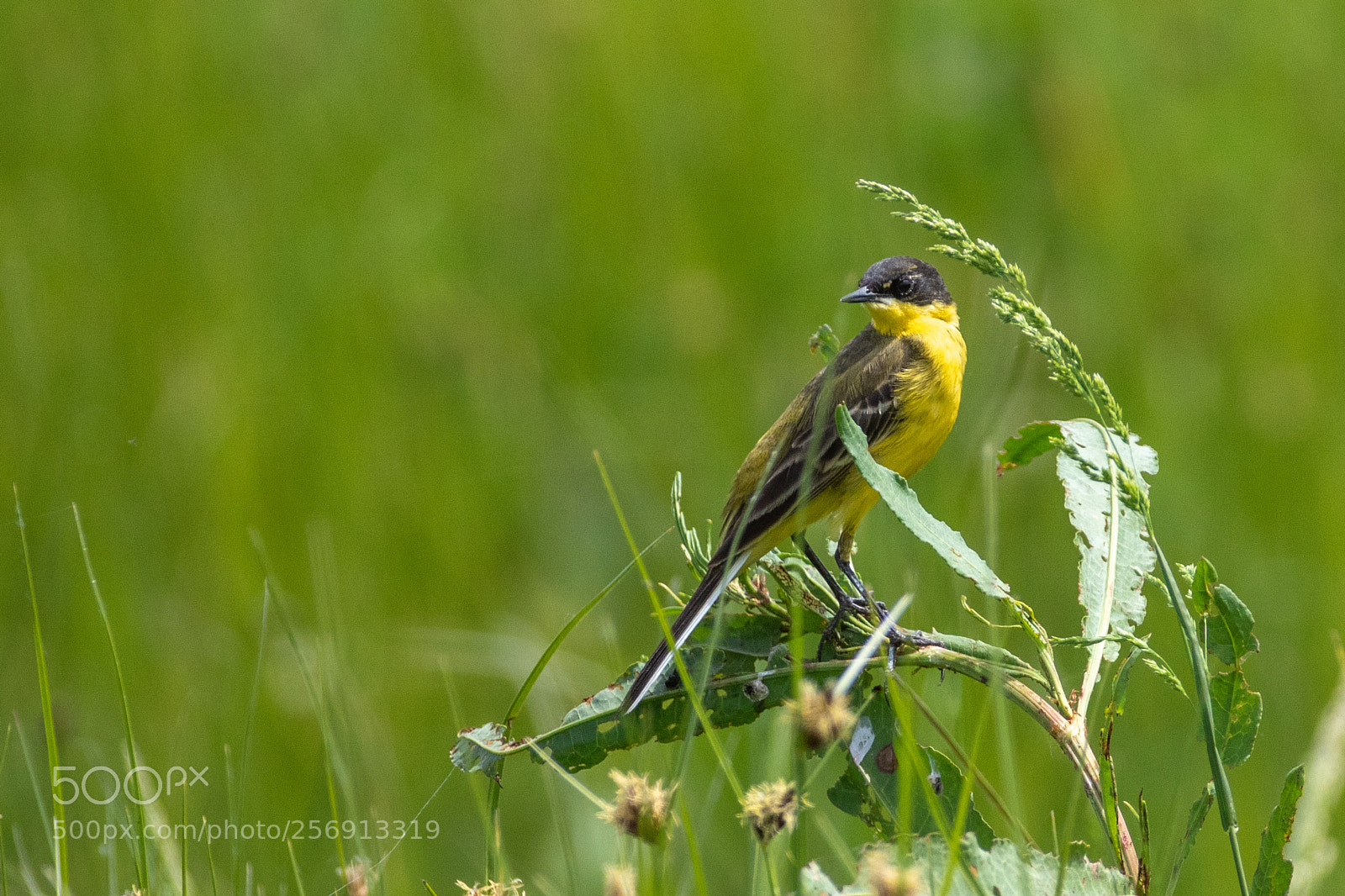 Canon EOS 7D Mark II sample photo. Yellow wagtail - motacilla photography