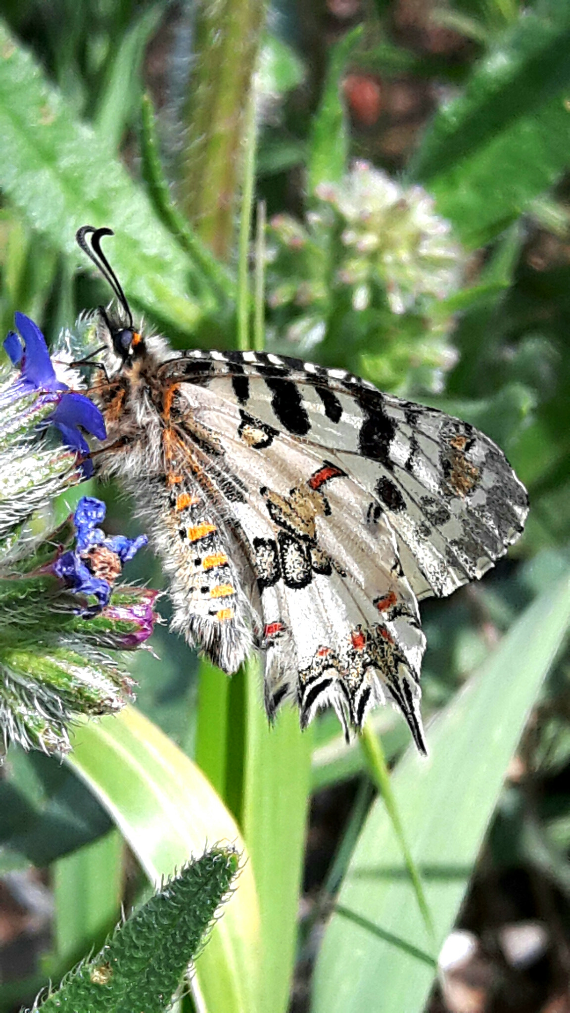 Samsung Galaxy A8 sample photo. Papillo machaon.. photography