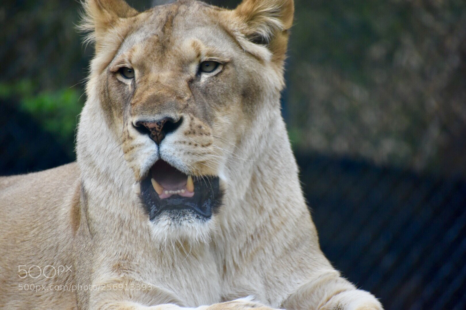 Nikon D5500 sample photo. Zoo life photography