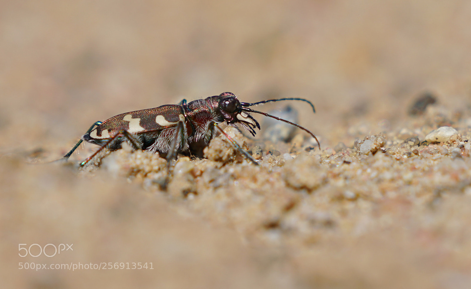 Sony a7R II sample photo. Tiger beetle photography