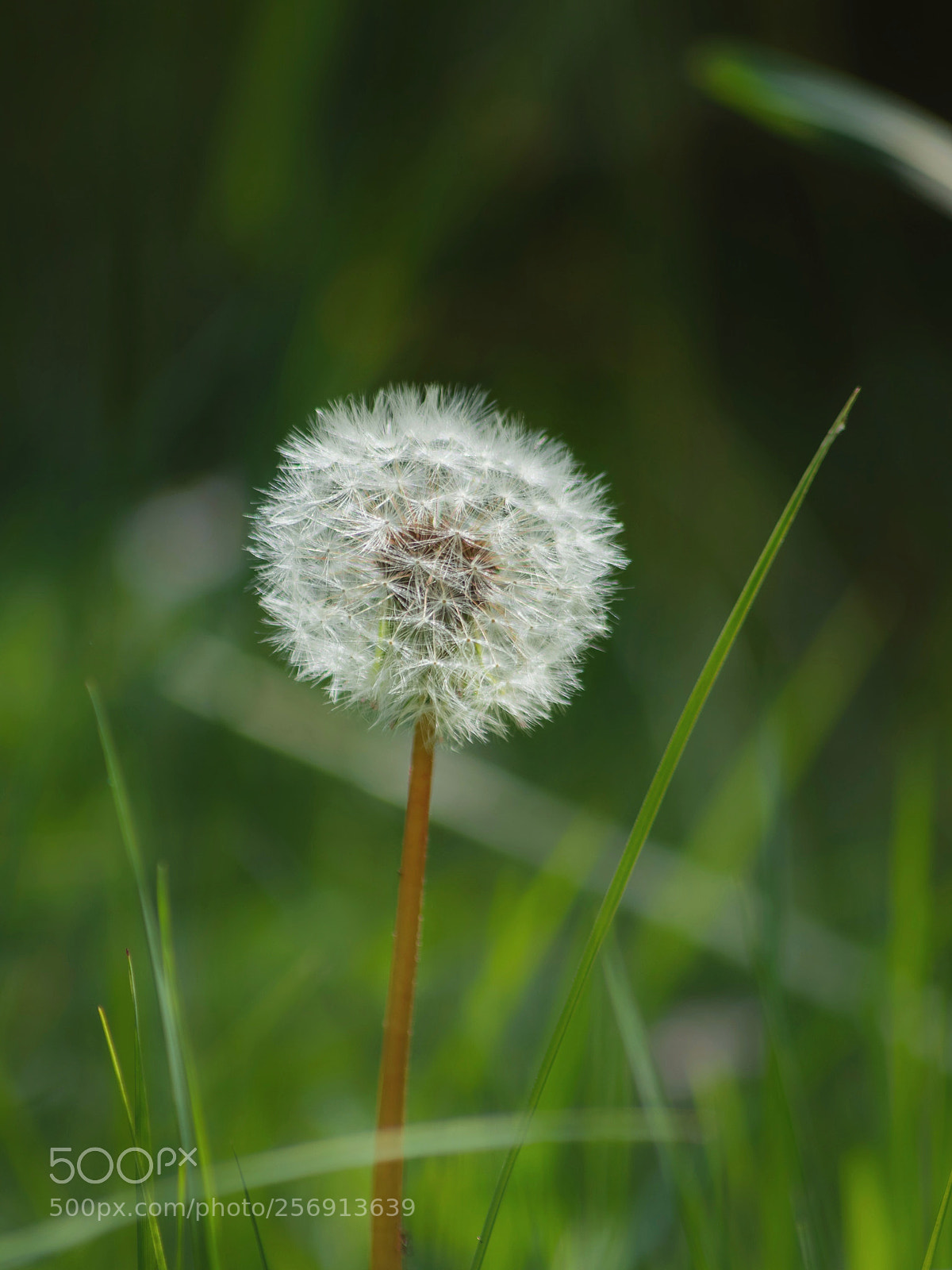 Pentax K-70 sample photo. Green lines, white circle photography