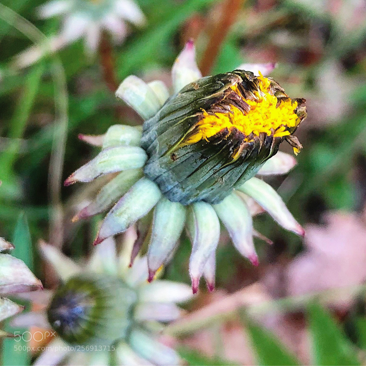 Apple iPhone 8 Plus sample photo. Dandelion photography
