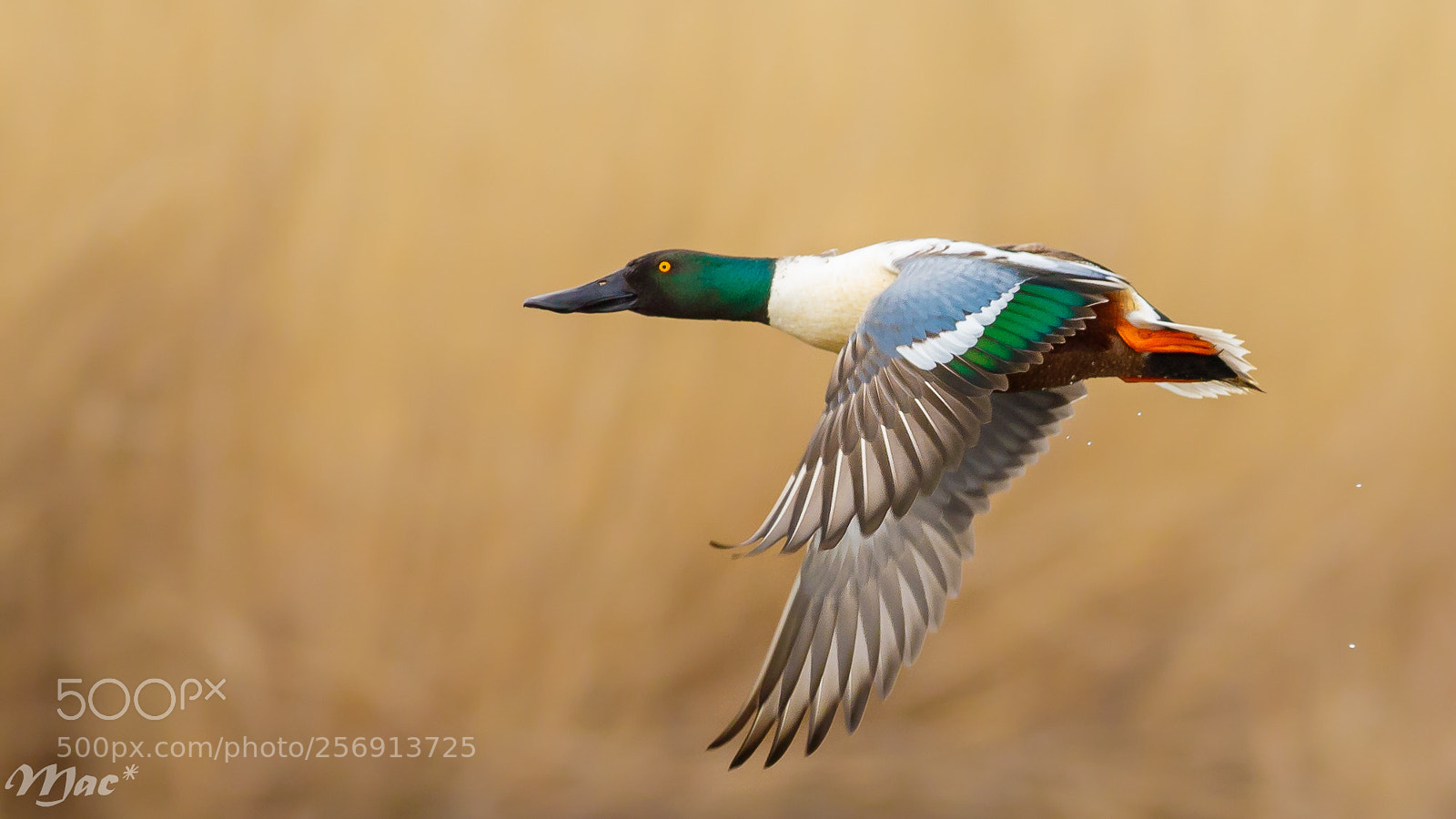 Canon EOS 7D Mark II sample photo. Male northern shoveler photography