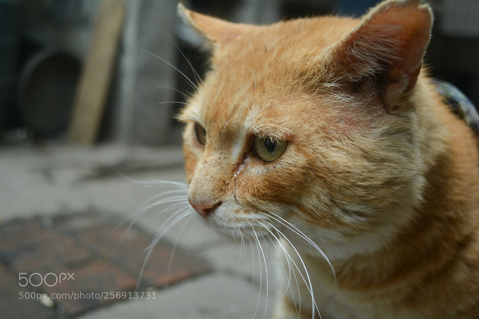 Nikon D5200 sample photo. 猫 photography