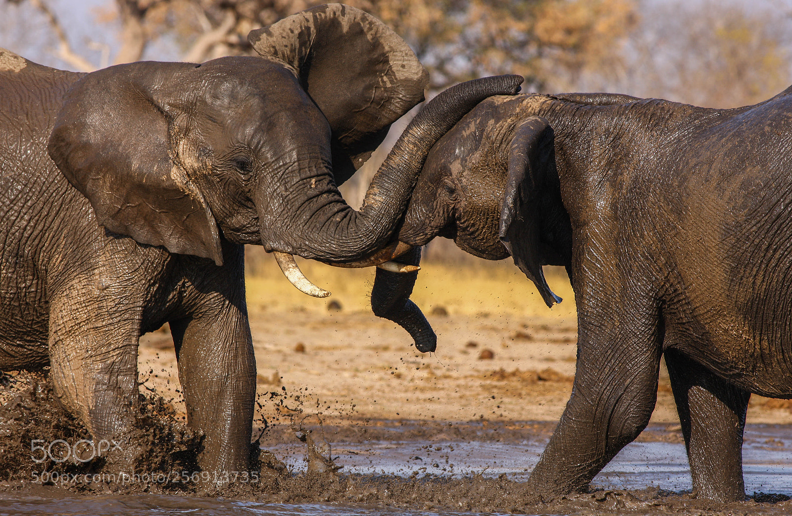 Canon EOS-1Ds Mark III sample photo. Elephants at play photography