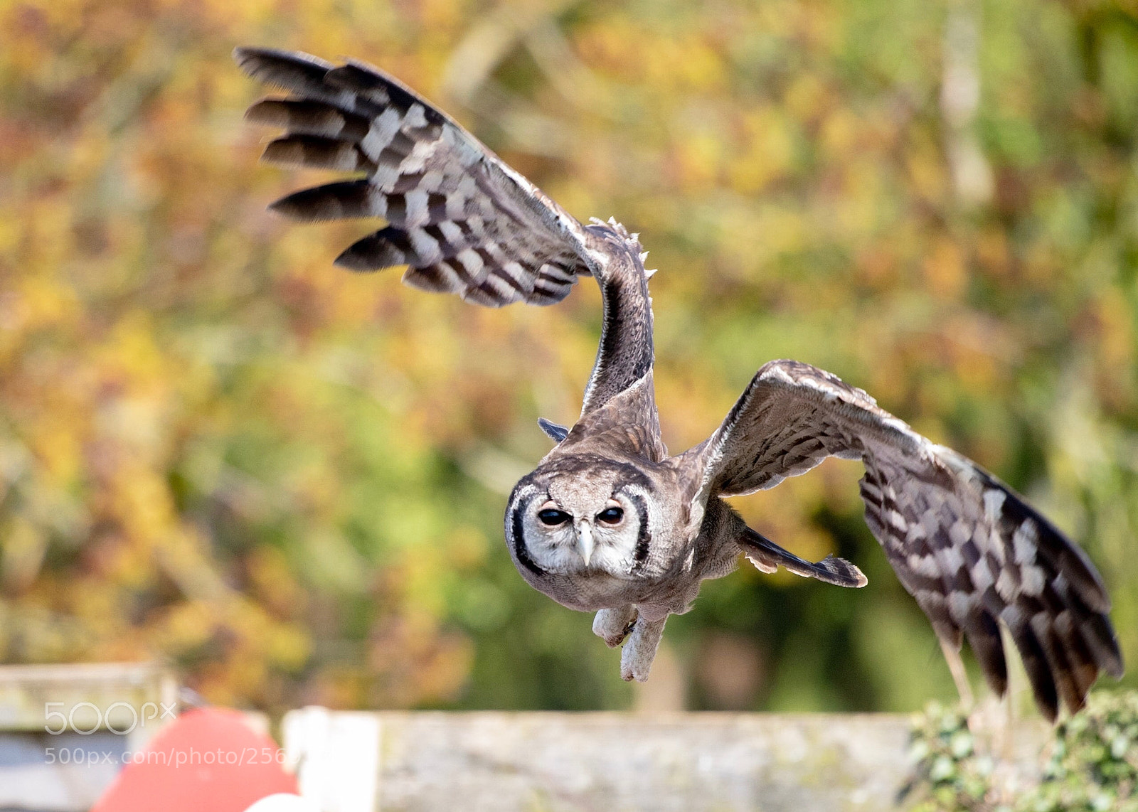 Nikon D810 sample photo. Milky eagle owl photography