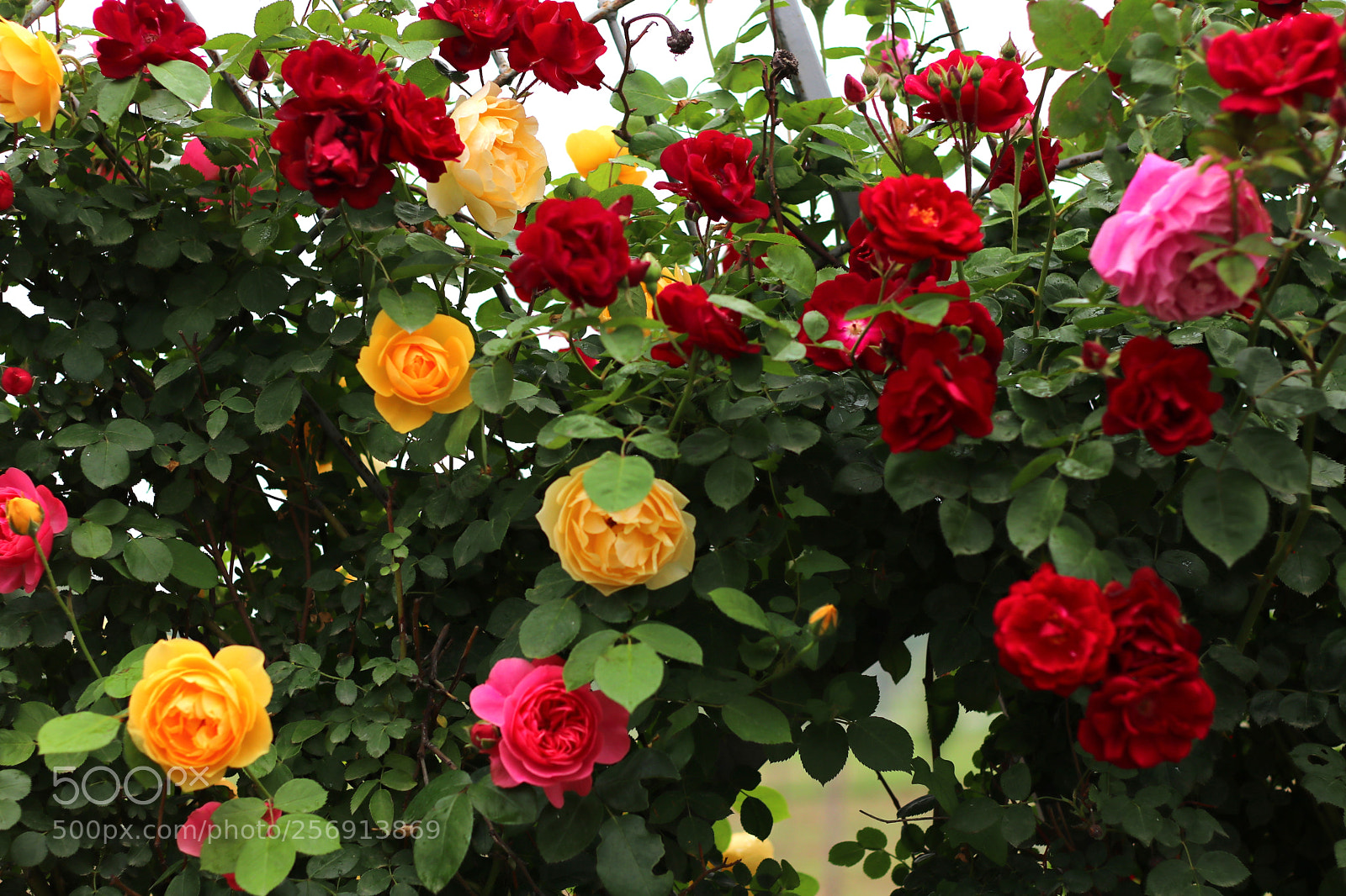 Canon EOS 80D sample photo. 月季 photography