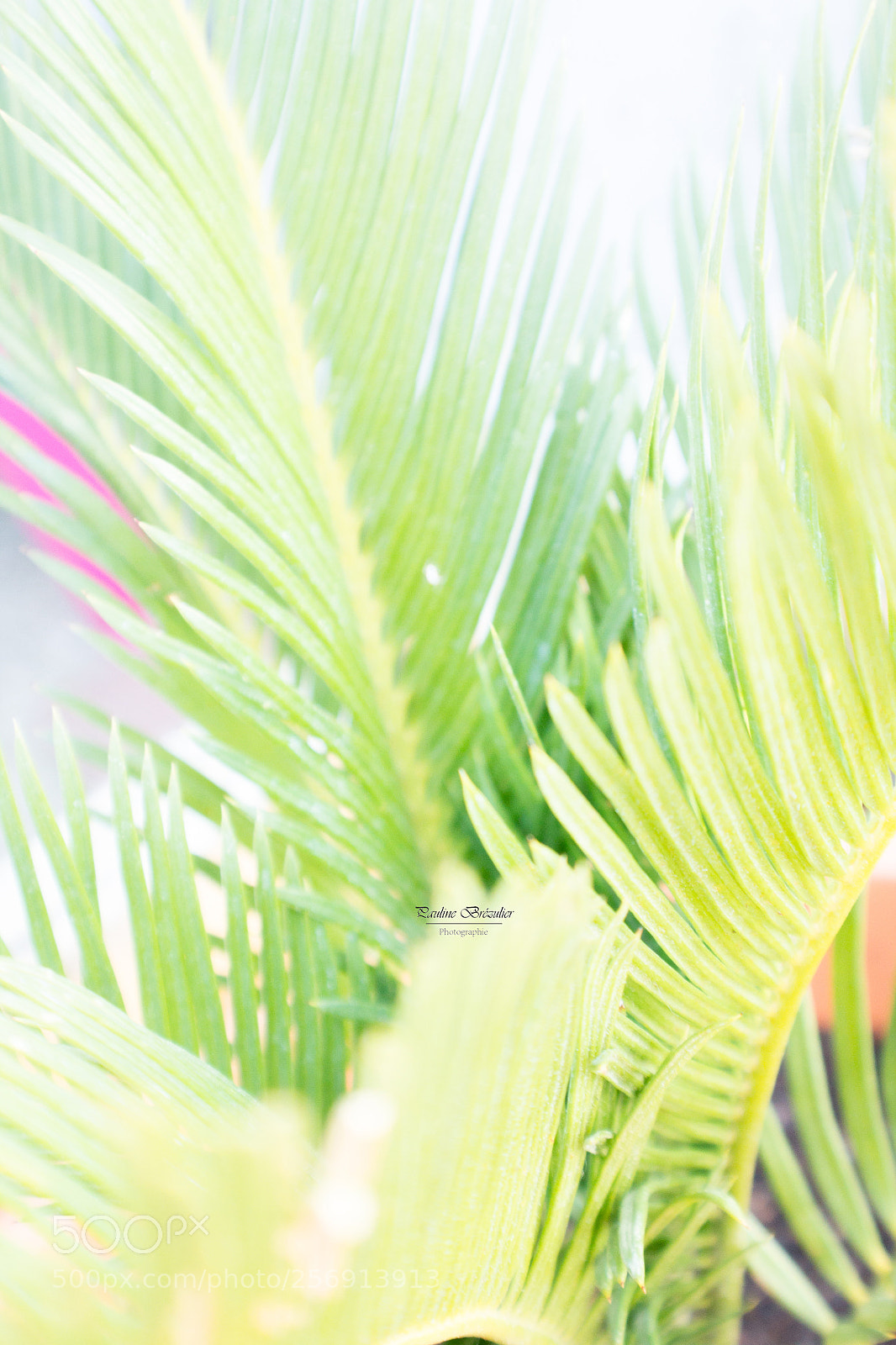 Canon EOS 1100D (EOS Rebel T3 / EOS Kiss X50) sample photo. Tropic paradise photography