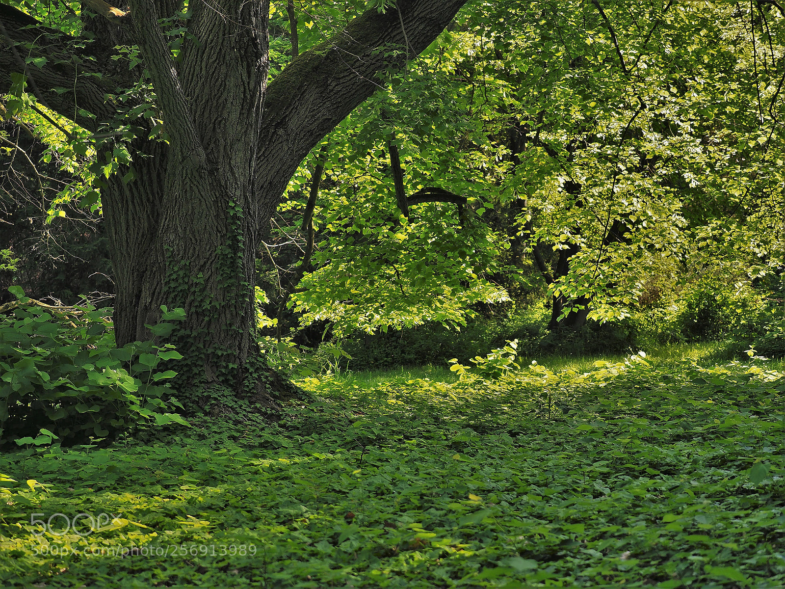 Olympus OM-D E-M1 Mark II sample photo. Cool shade photography