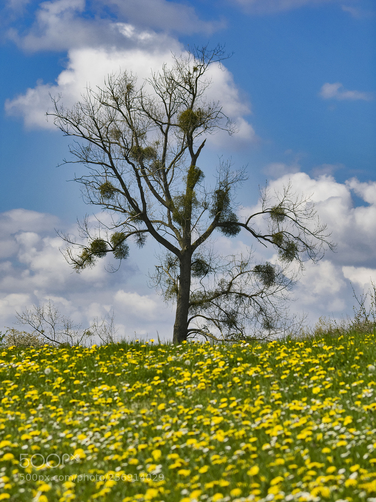 Olympus OM-D E-M1 sample photo. The mistletoe tree photography