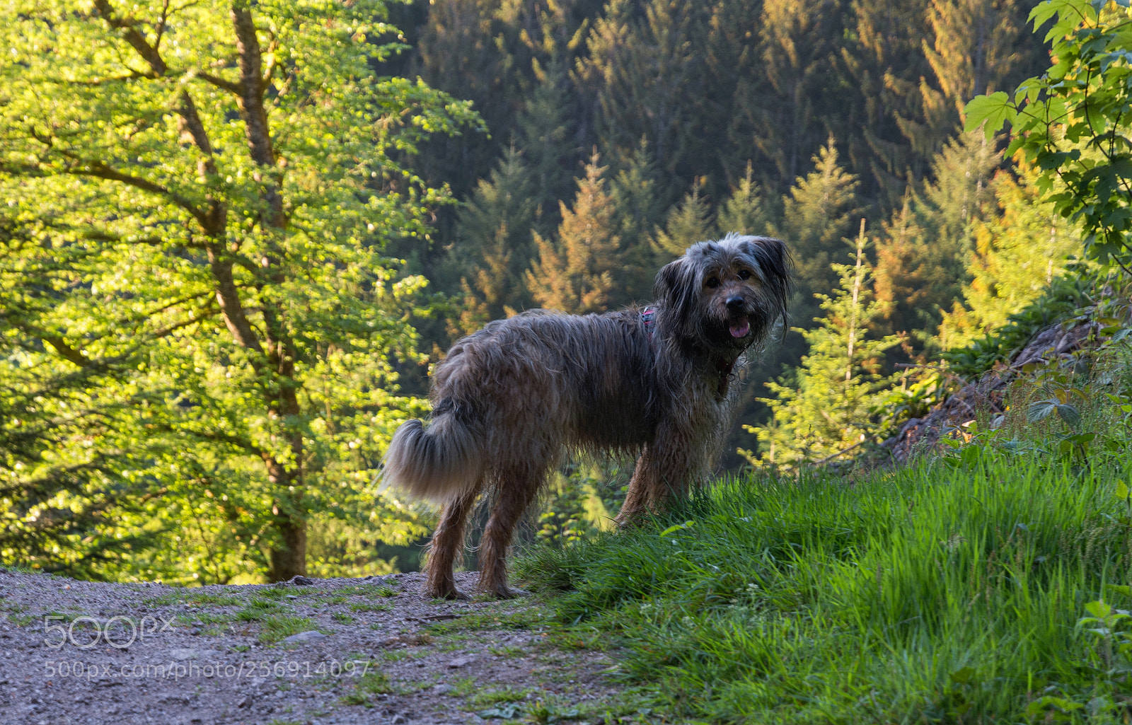 Nikon D500 sample photo. ,,, dogs spring pleasures ... photography