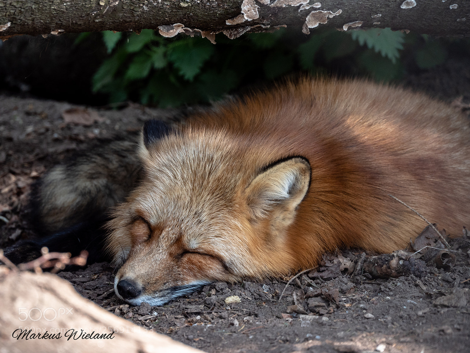 Panasonic Lumix DC-G9 sample photo. Fuchs beim mittagschlaf photography