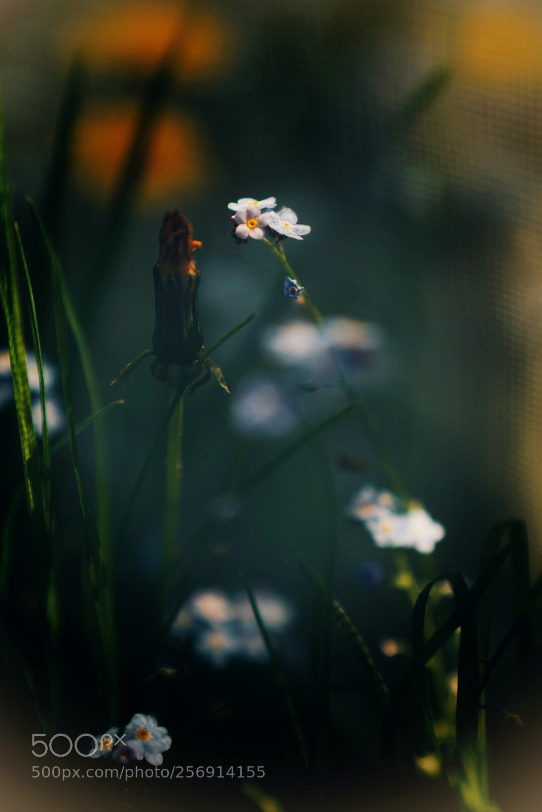 Sony a7R II sample photo. Untitled photography